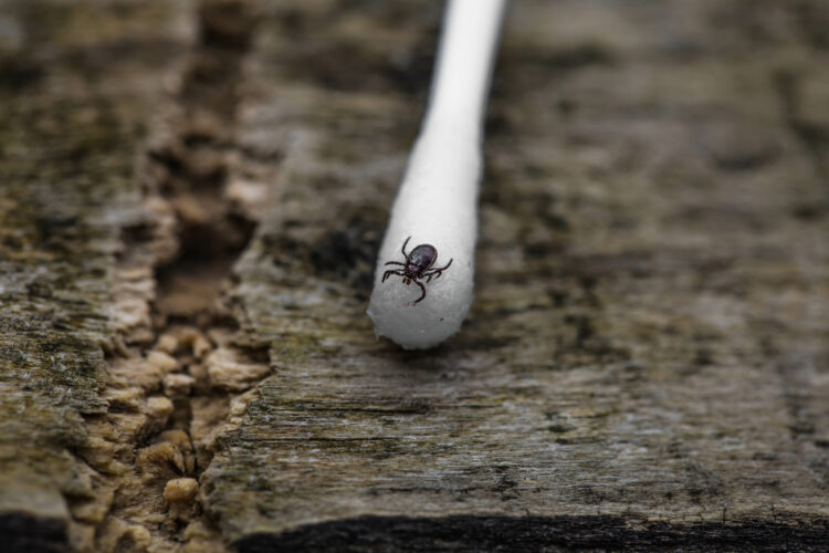 How to Check Yourself for Ticks